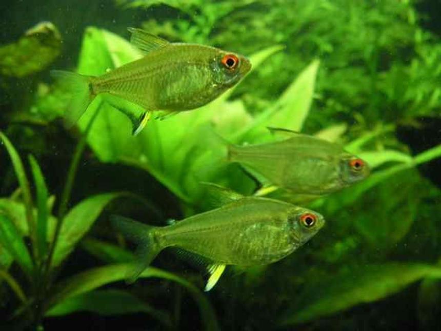 Rated #48: Freshwater Fish - Hyphessobrycon Pulchripinnis - Lemon Tetra Stocking In 26 Gallons Tank - 3 lemon tetras