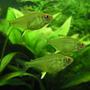 freshwater fish - hyphessobrycon pulchripinnis - lemon tetra stocking in 26 gallons tank - 3 lemon tetras