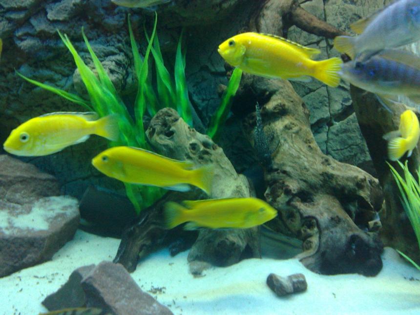 Rated #112: Freshwater Fish - Labidochromis Caeruleus - Electric Yellow Cichlid Stocking In 105 Gallons Tank - electric yellow labs