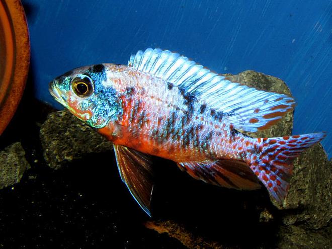 freshwater fish - aulonocara nyassae var. - peacock cichlid, orange blossom stocking in 90 gallons tank - OB Red Empress