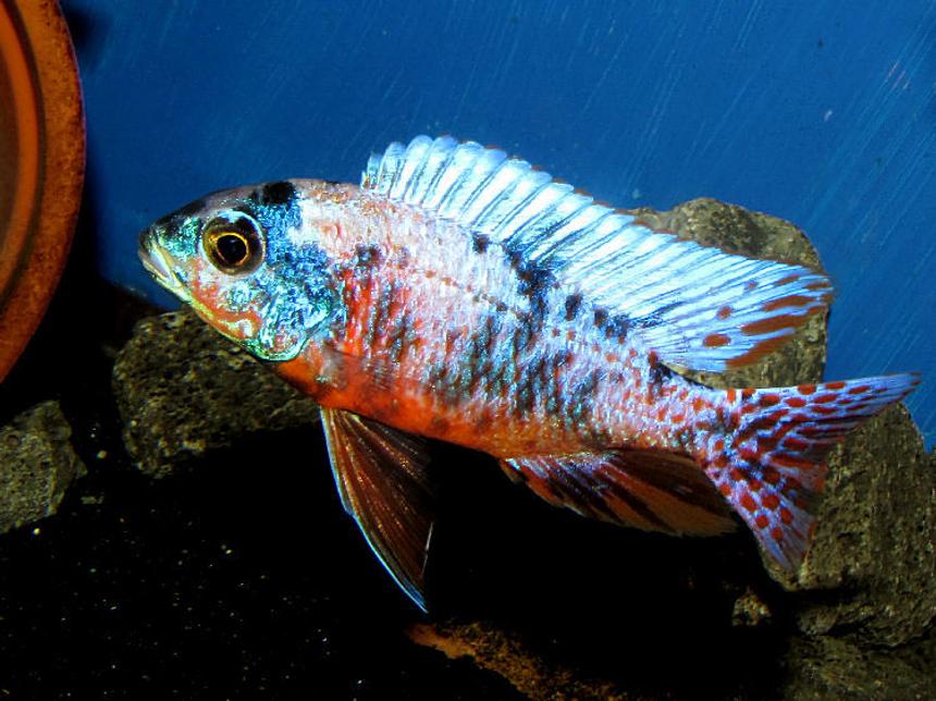 Rated #12: Freshwater Fish - Aulonocara Nyassae Var. - Peacock Cichlid, Orange Blossom Stocking In 90 Gallons Tank - OB Red Empress