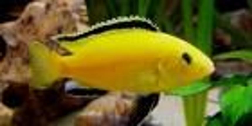 Rated #163: Freshwater Fish - Labidochromis Caeruleus - Electric Yellow Cichlid Stocking In 3 Gallons Tank - Malawi cichlid :)