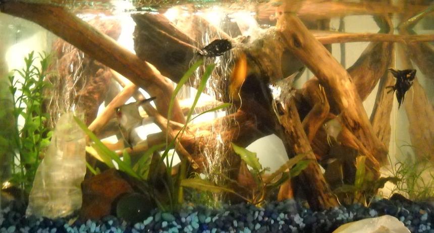 Rated #168: 10 Gallons Planted Tank - My drift wood tank