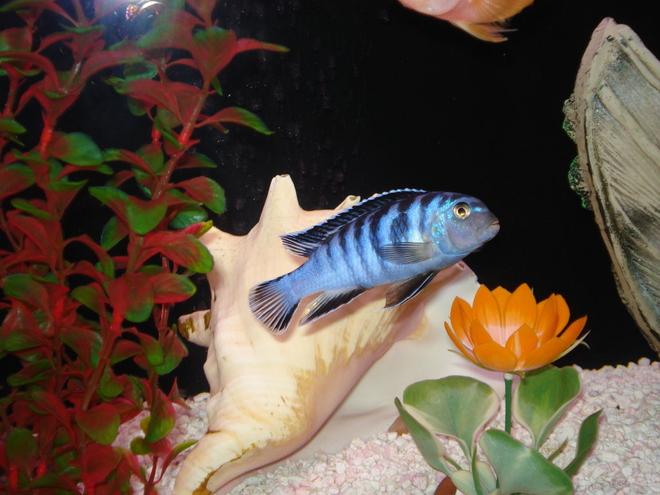 freshwater fish - pseudotropheus elongatus - elongate mbuna stocking in 55 gallons tank - "Shadow" My Blue Elongatus Zebra