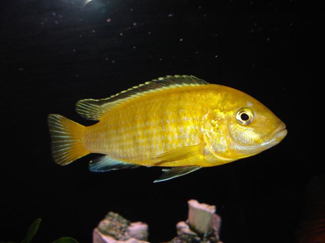 freshwater fish - labidochromis caeruleus - electric yellow cichlid stocking in 55 gallons tank - "Sunshine" My Yellow Lab.