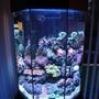 26 gallons reef tank (mostly live coral and fish) - My 110L Octagonal Reef Tank Front