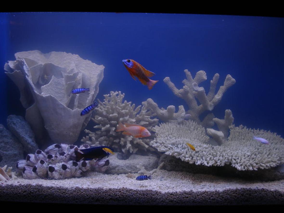 90 gallons freshwater fish tank (mostly fish and non-living decorations) - Whuddya think?