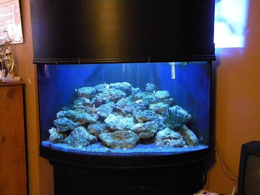 Rated #131: 54 Gallons Reef Tank - 54 gallon corner reef tank
