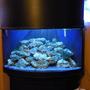54 gallons reef tank (mostly live coral and fish) - 54 gallon corner reef tank