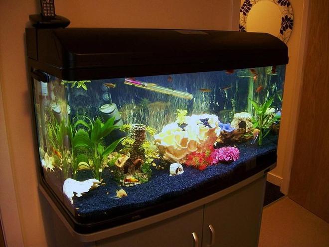 50 gallons freshwater fish tank (mostly fish and non-living decorations) - 215 litre community tank with artificial coral,plants and real rock :)