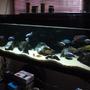 100 gallons freshwater fish tank (mostly fish and non-living decorations) - My Malawi Haps / Peacocks All-Male Show Tank