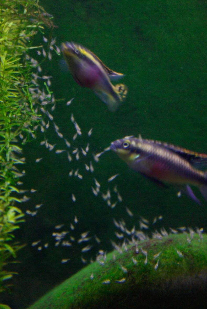 freshwater fish - pelvicachromis pulcher - kribensis cichlid stocking in 75 gallons tank - My kribensis cichlid pair and their couple day old babies...