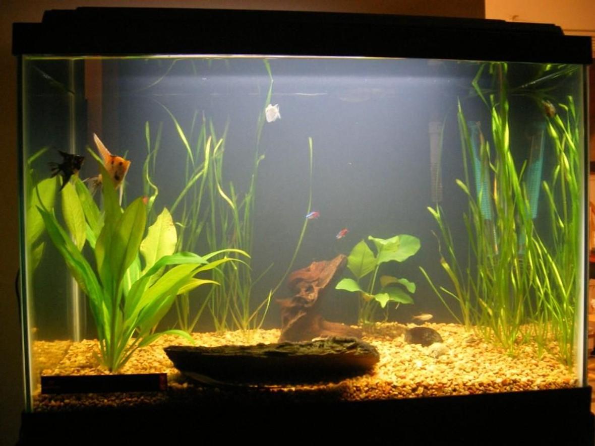 20 gallons planted tank (mostly live plants and fish) - OLD Set Up
