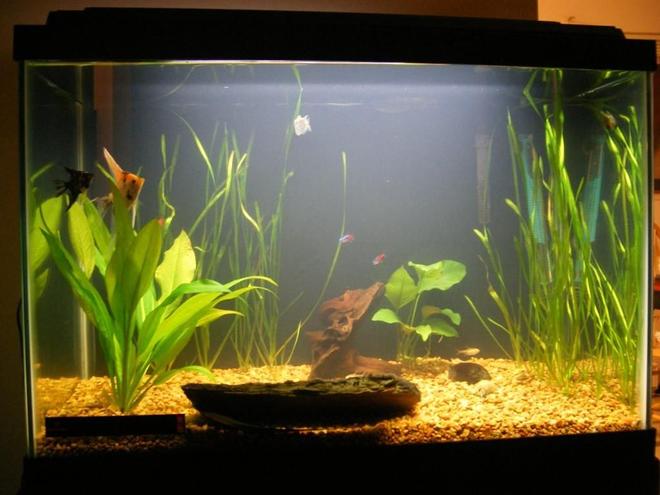 20 gallons planted tank (mostly live plants and fish) - OLD Set Up