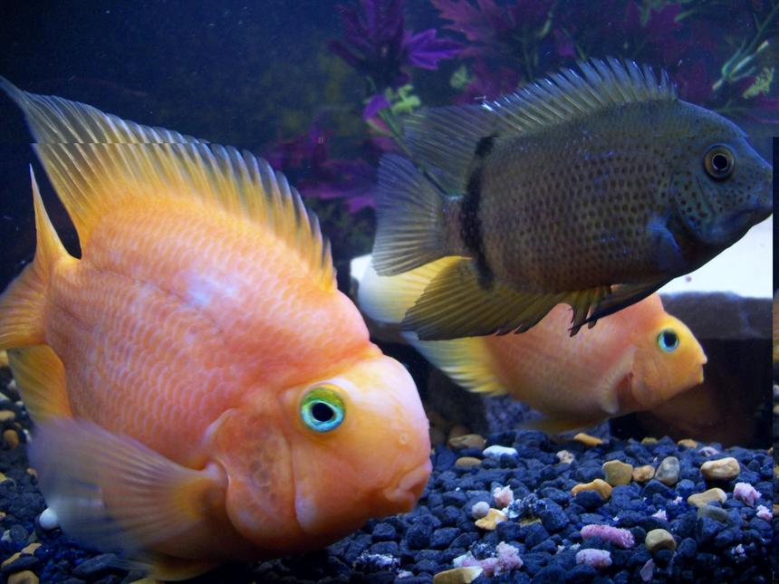 Rated #92: Freshwater Fish - Heros Severus X Amphilophus Citrinellum - Blood Parrot Stocking In 50 Gallons Tank - hard to show the scale size of 'big george' the parrot cichlid but the severum he is next to is all of 7-8 inches