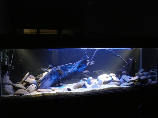 209 gallons freshwater fish tank (mostly fish and non-living decorations) - african tank