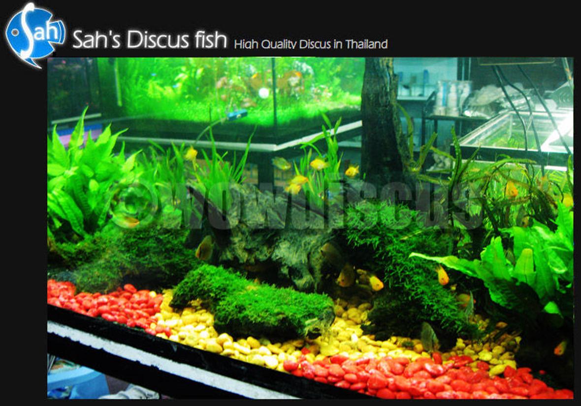 50 gallons freshwater fish tank (mostly fish and non-living decorations) - My happy wonderful tank, I put 2.5" and 3" discus in the tank and seem they are happier than living at farm :) i'm invite you all to visit the discus fish at my farm too, anyway please comment my tank