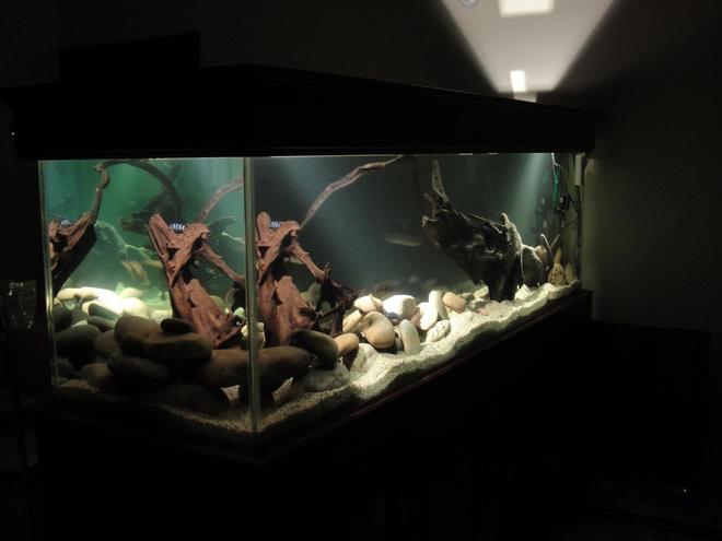 209 gallons freshwater fish tank (mostly fish and non-living decorations) - ...