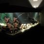 209 gallons freshwater fish tank (mostly fish and non-living decorations) - ...