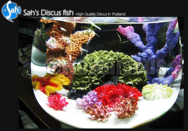 50 gallons reef tank (mostly live coral and fish) - Aquarium blow, is it colorful? :)