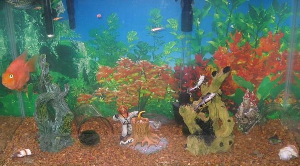 29 gallons freshwater fish tank (mostly fish and non-living decorations) - My 3 children made this tank . They are 7M 5F 4M . This is there first tank