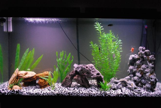60 gallons freshwater fish tank (mostly fish and non-living decorations) - My American Cichlid Tank