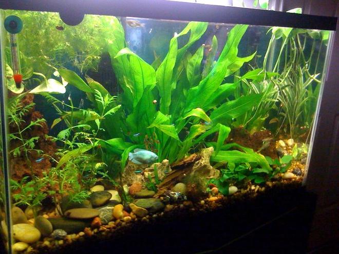 30 gallons planted tank (mostly live plants and fish) - 30 Gallon with blue Dwarf Gourami, school each of Neon Tetras and Longfinned Danios, 3 Spotted Cories, 2 African Dwarf frogs, and a healthy population of snails.