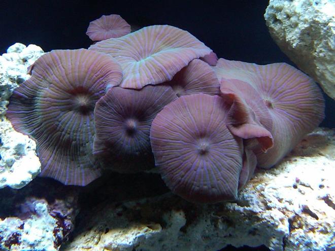 corals inverts - actinodiscus sp. - blue mushroom stocking in 55 gallons tank - Mushrooms