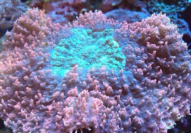 corals inverts - lobophyllia hemprichii - aussie lobed brain coral stocking in 55 gallons tank - Lobophyllia