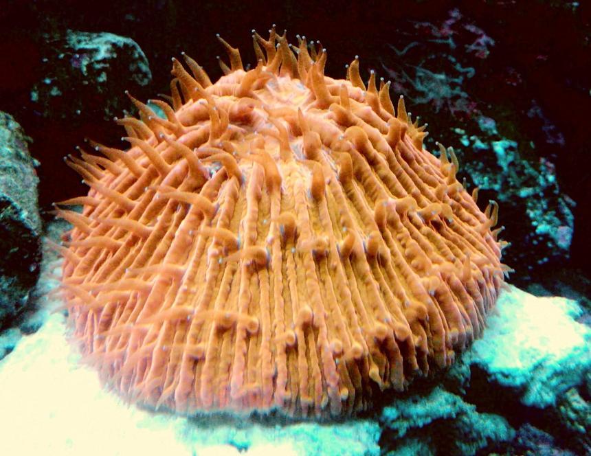 Rated #82: Corals Inverts - Fungia Sp. - Plate Coral, Orange - Short Tentacle Stocking In 55 Gallons Tank - Orange Plate