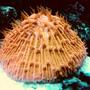 corals inverts - fungia sp. - plate coral, orange - short tentacle stocking in 55 gallons tank - Orange Plate