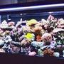 55 gallons reef tank (mostly live coral and fish) - 55 Gallon Reef