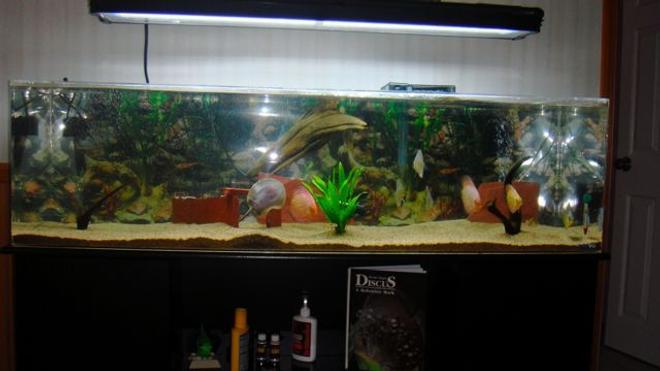 75 gallons freshwater fish tank (mostly fish and non-living decorations) - 5feet aquarium