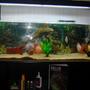 75 gallons freshwater fish tank (mostly fish and non-living decorations) - 5feet aquarium