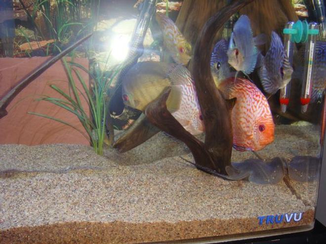 75 gallons freshwater fish tank (mostly fish and non-living decorations) - discus