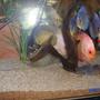 75 gallons freshwater fish tank (mostly fish and non-living decorations) - discus