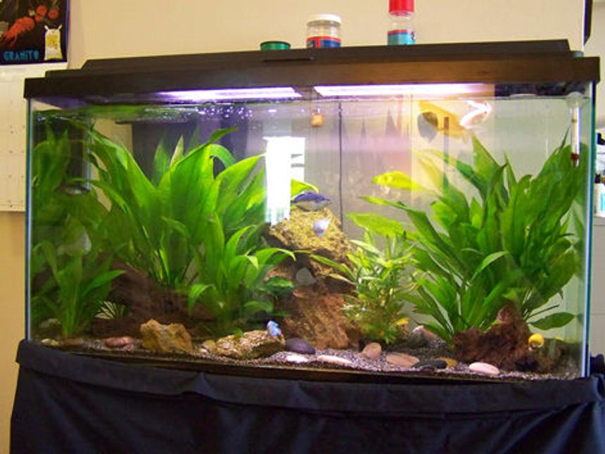 Rated #117: 38 Gallons Planted Tank - 45 Gallon Freshwater Planted Tank. Java Fern and Anubis. Species mostly Gouramis and Rainbow Fish.