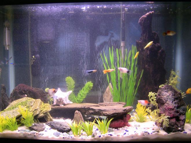 29 gallons freshwater fish tank (mostly fish and non-living decorations) - panoramic view