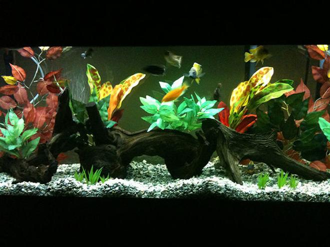 55 gallons freshwater fish tank (mostly fish and non-living decorations) - African Cichlid 55g AGA Aquarium (9/15/09)