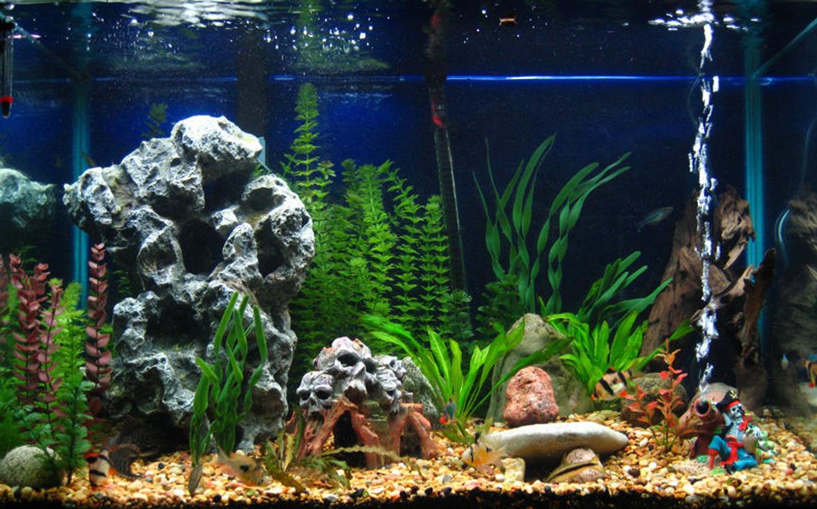 65 gallons freshwater fish tank (mostly fish and non-living decorations) - This is my current setup...hubby wants it to stay this way, but I'm wanting to add more caves for my catfish, and soon an Electric Blue Lobster, to explore!