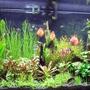 90 gallons freshwater fish tank (mostly fish and non-living decorations) - discus tank
