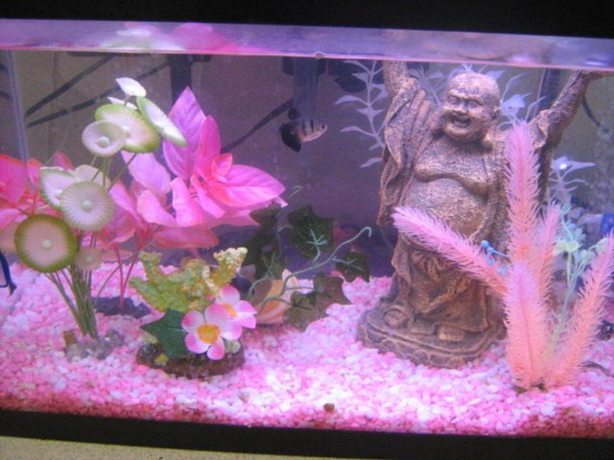 Rated #2939: 6 Gallons Freshwater Fish Tank - Fish Tank Pink