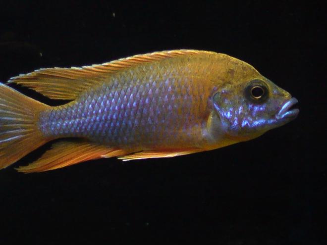 freshwater fish - aulonocara mamelela - lemon jake stocking in 100 gallons tank - Aulonocara Mamela Lemonjake