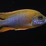 freshwater fish - aulonocara mamelela - lemon jake stocking in 100 gallons tank - Aulonocara Mamela Lemonjake