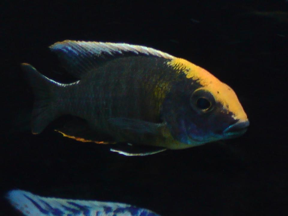 freshwater fish - aulonocara maylandi - sulphur head peacock stocking in 100 gallons tank - Aulonocara Maylandi