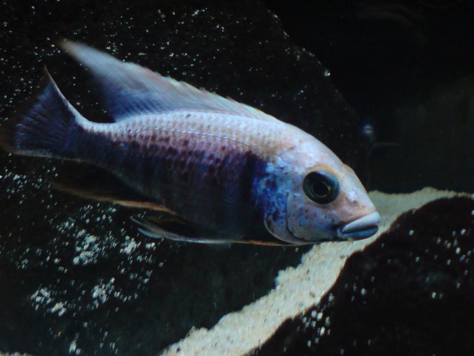 freshwater fish - copadichromis trewavasae - fireline mloto stocking in 100 gallons tank - Copadichromis trewavasae variant