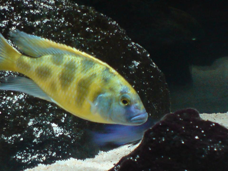 freshwater fish - nimbochromis venustus - venustus cichlid stocking in 100 gallons tank - Nimbochromis Venustus