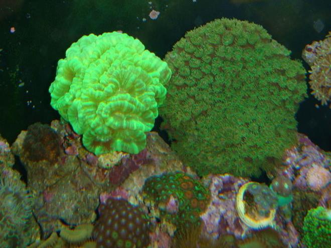 corals inverts - caulastrea furcata - kryptonite candy cane coral stocking in 90 gallons tank - Kryptonite Candy Cane and pagoda coral