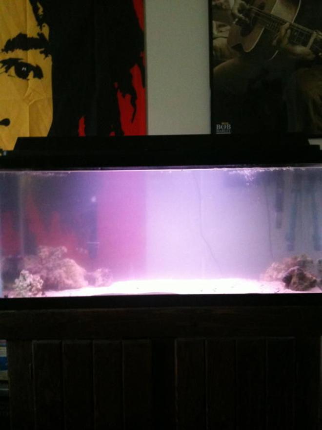 40 gallons saltwater fish tank (mostly fish, little/no live coral) - *Old picture, updated tank picture very soon!