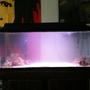 40 gallons saltwater fish tank (mostly fish, little/no live coral) - *Old picture, updated tank picture very soon!